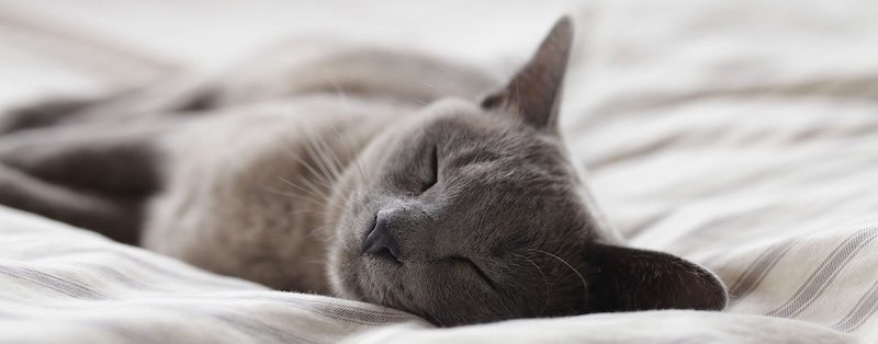 Cat relaxing in a pet-friendly apartment in Austin, TX.